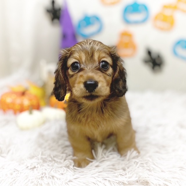 静岡県のミニチュアダックスフンド(ロング) (犬の家＆猫の里藤枝店/2025年8月18日生まれ/男の子/レッド)の子犬の4枚目の画像