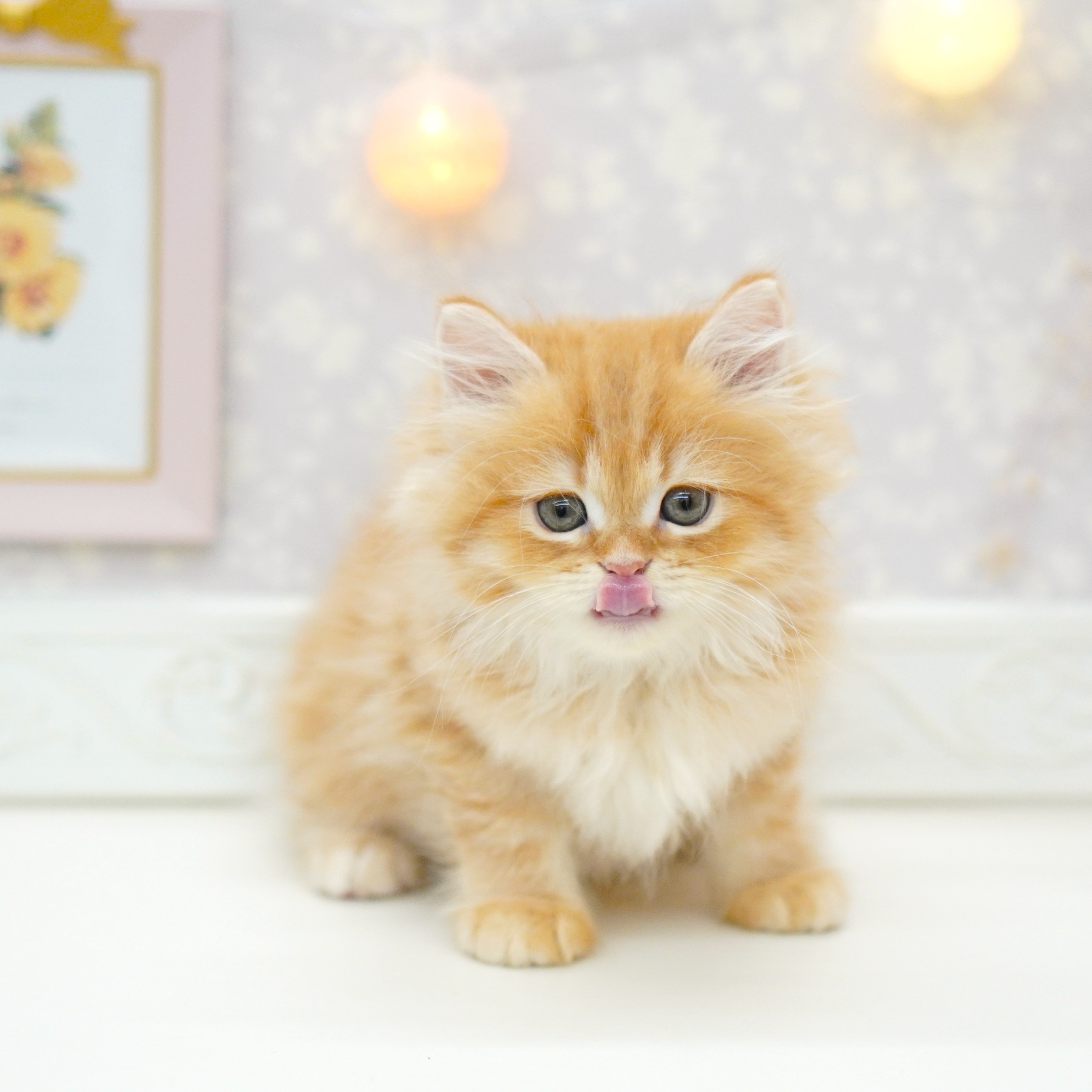 富山県のスコティッシュストレート (犬の家＆猫の里富山店/2025年8月15日生まれ/男の子/レッドタビー)の子猫の4枚目の画像