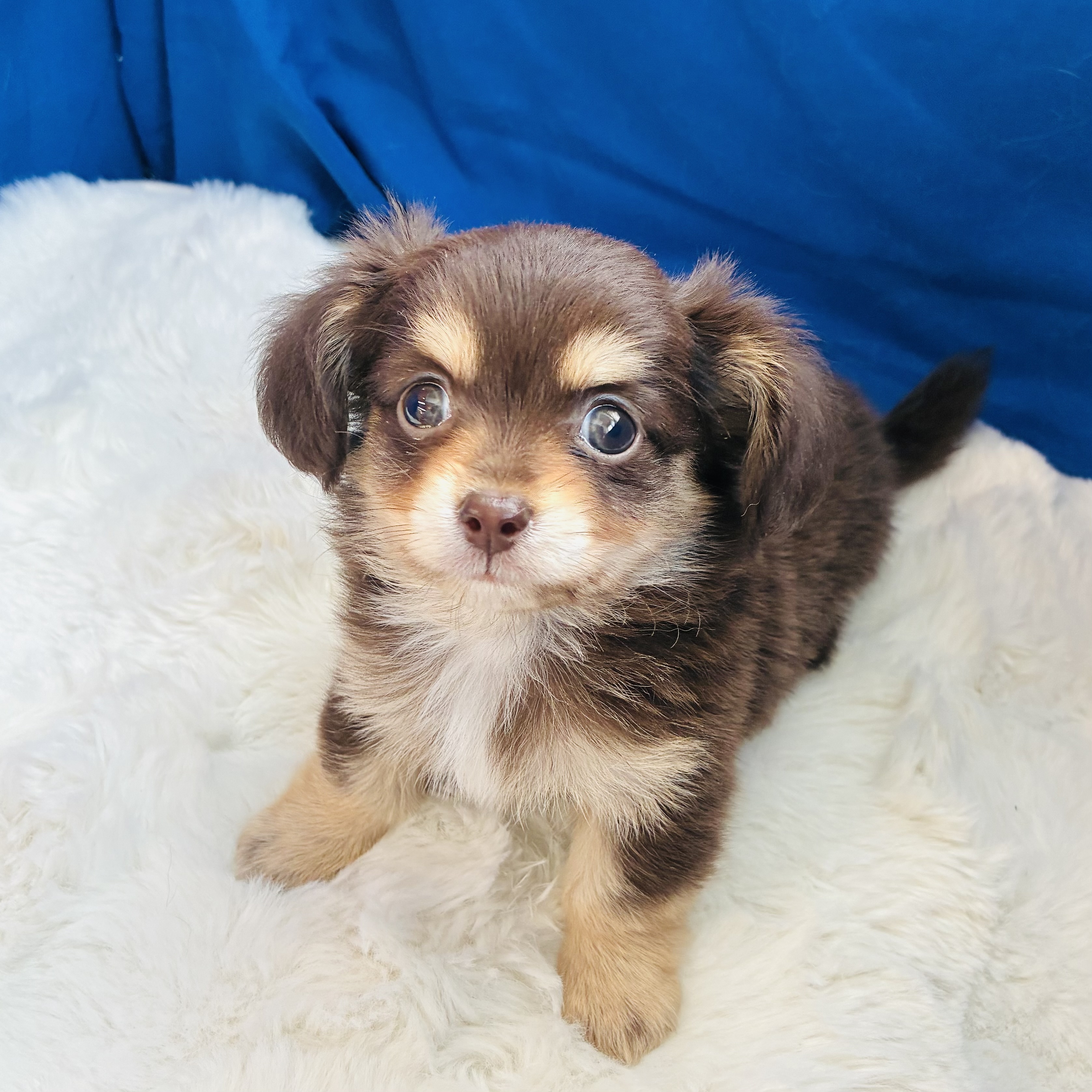 愛知県のチワックス(チワワ×ダックス) (犬の家＆猫の里愛知刈谷店/2025年8月18日生まれ/男の子/チョコレートタン)の子犬の4枚目の画像