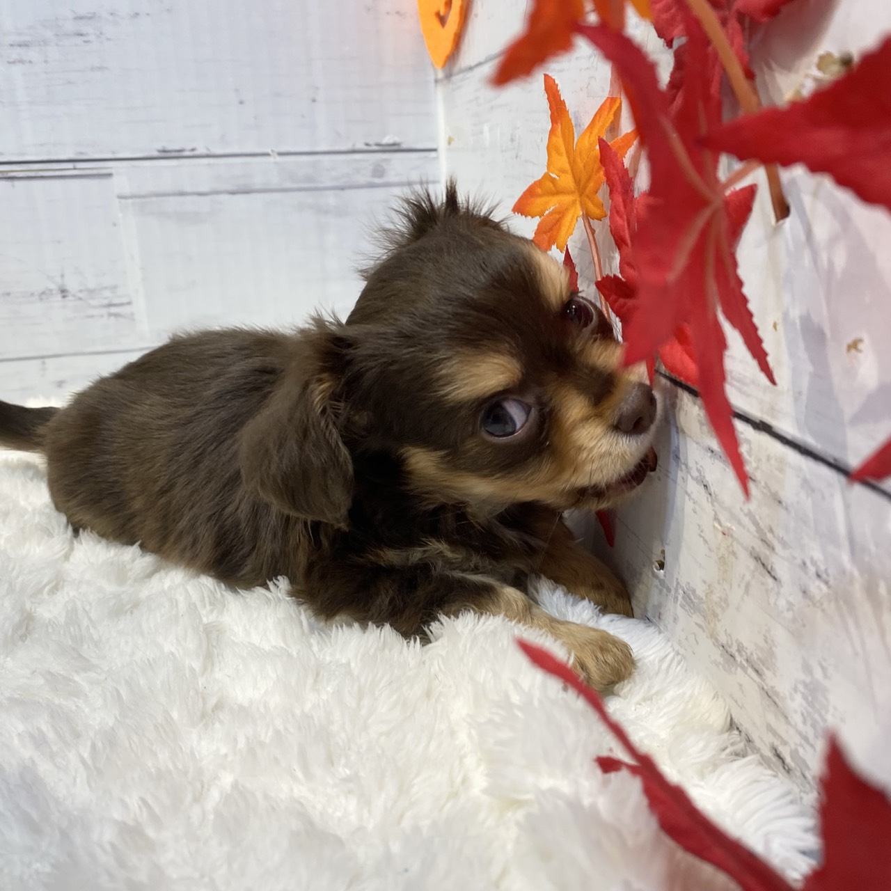 長野県のチワックス(チワワ×ダックス) (犬の家＆猫の里カインズ梓川店/2025年8月18日生まれ/男の子/チョコレートタン)の子犬の4枚目の画像