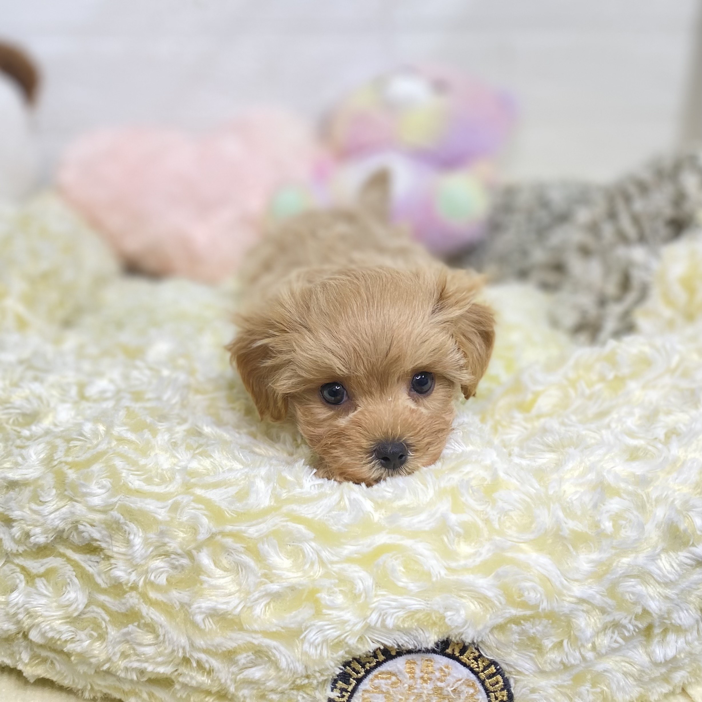 長野県のマルプー(マルチーズ×プードル) (犬の家&猫の里長野店/2025年8月18日生まれ/男の子/アプリコット)の子犬の4枚目の画像