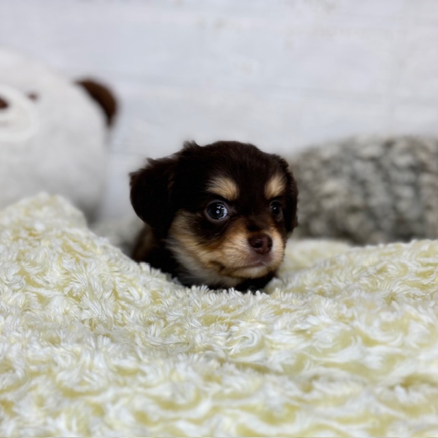 長野県のチワックス(チワワ×ダックス) (犬の家＆猫の里塩尻店/2025年8月18日生まれ/男の子/チョコレートタン)の子犬の4枚目の画像