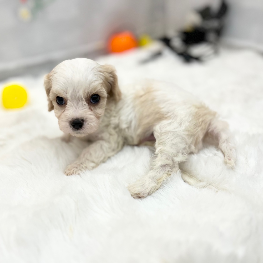 静岡県のハーフ犬・ミックス犬 (犬の家＆猫の里MEGAドン・キホーテ袋井店/2025年8月18日生まれ/男の子/ブレンハイム)の子犬の4枚目の画像