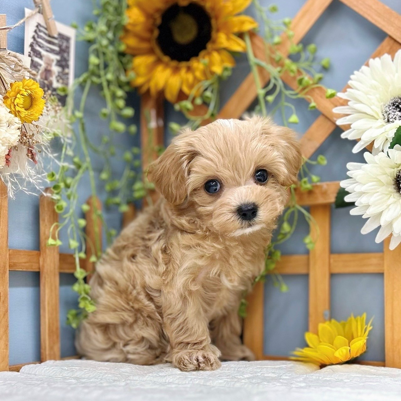 千葉県のマルプー(マルチーズ×プードル) (犬の家&猫の里ワンズモール稲毛店/2025年8月17日生まれ/女の子/クリーム)の子犬の4枚目の画像