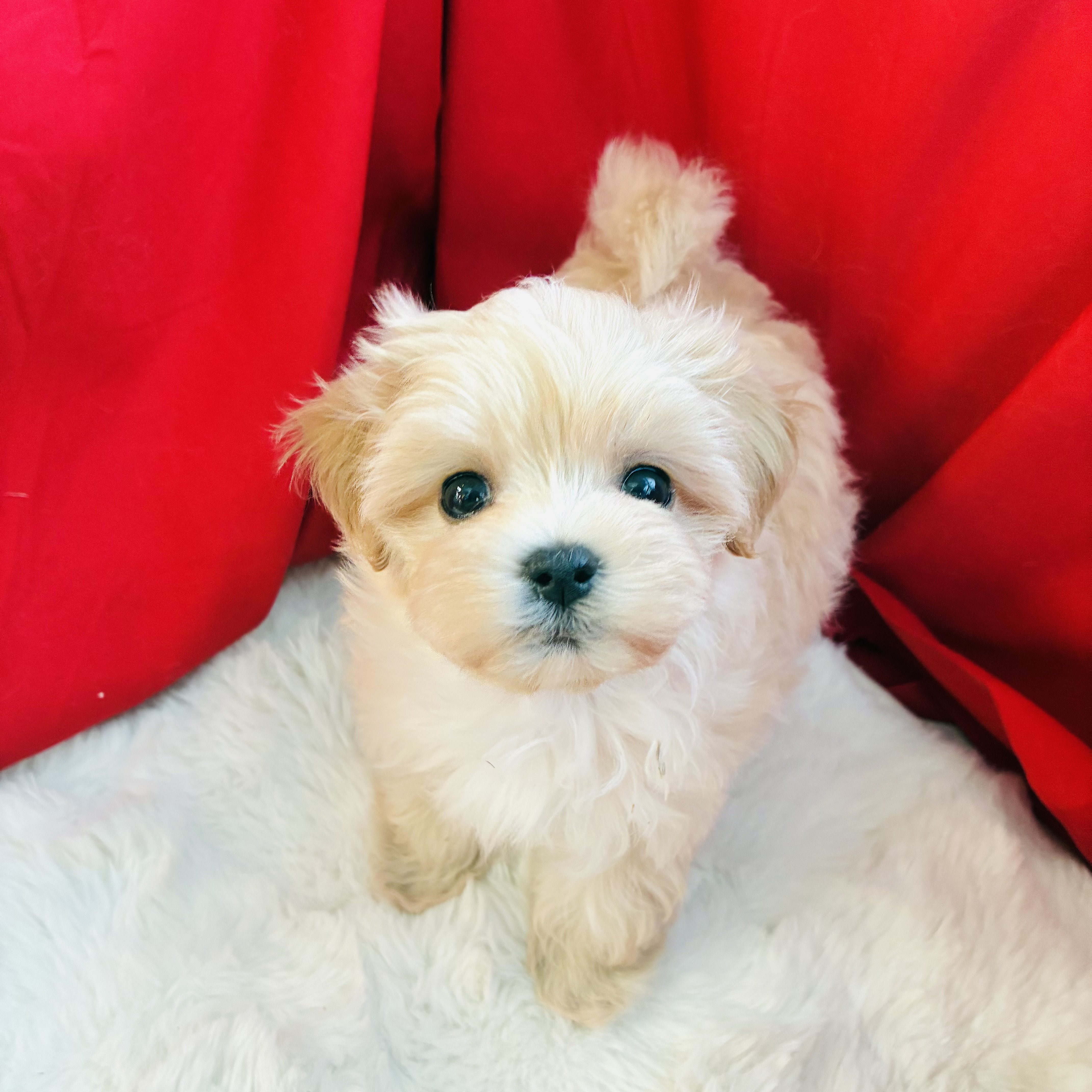 愛知県のマルプー(マルチーズ×プードル) (犬の家＆猫の里愛知刈谷店/2025年8月17日生まれ/女の子/クリーム)の子犬の4枚目の画像