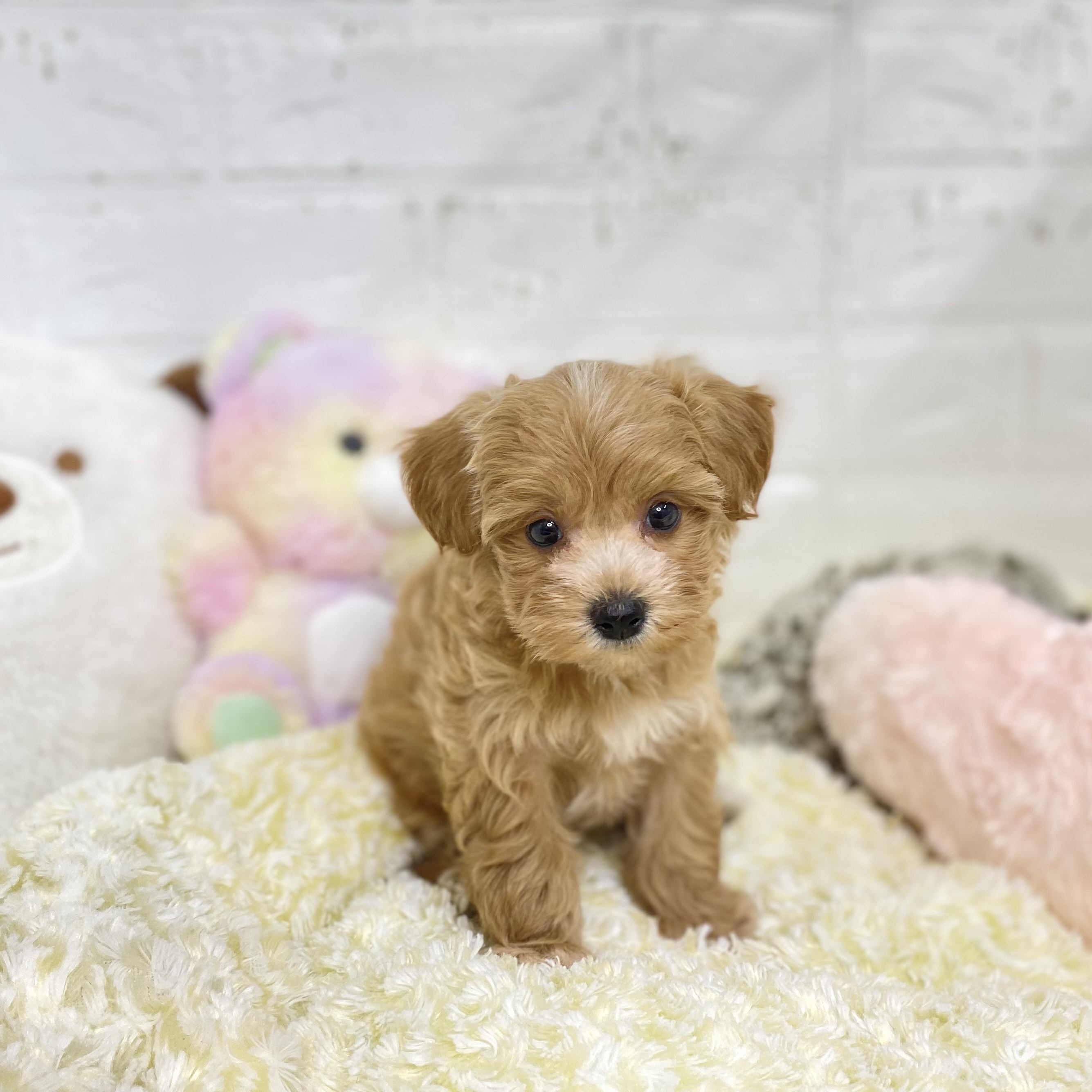 長野県のマルプー(マルチーズ×プードル) (犬の家&猫の里長野店/2025年8月18日生まれ/女の子/クリーム)の子犬の4枚目の画像