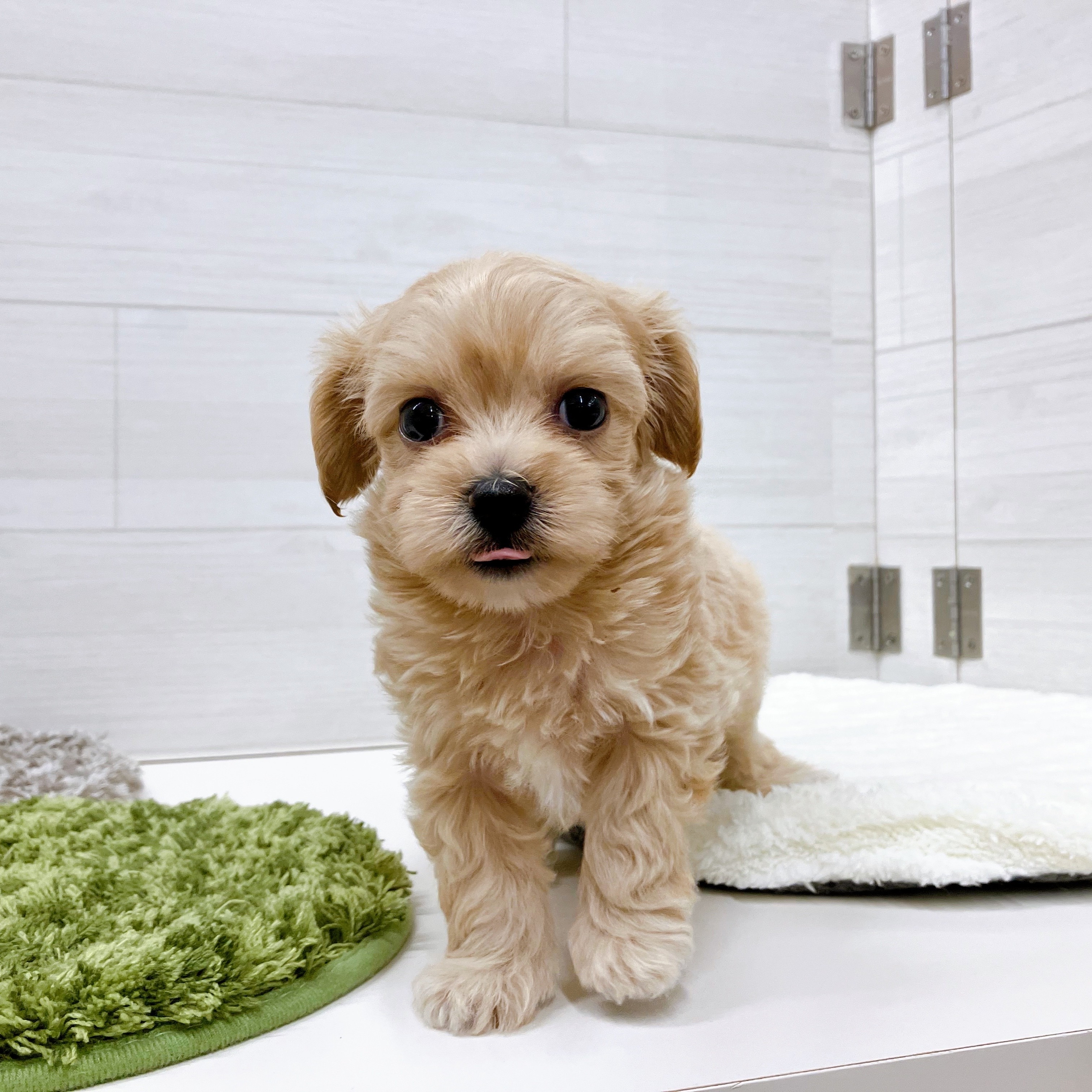 石川県のチワプー/プーチー(チワワ×プードル) (犬の家＆猫の里アミーゴ金沢おこばた店/2025年8月17日生まれ/男の子/アプリコット)の子犬の4枚目の画像