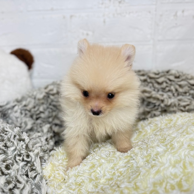 長野県のポメラニアン (犬の家＆猫の里塩尻店/2025年8月19日生まれ/女の子/クリーム)の子犬の4枚目の画像