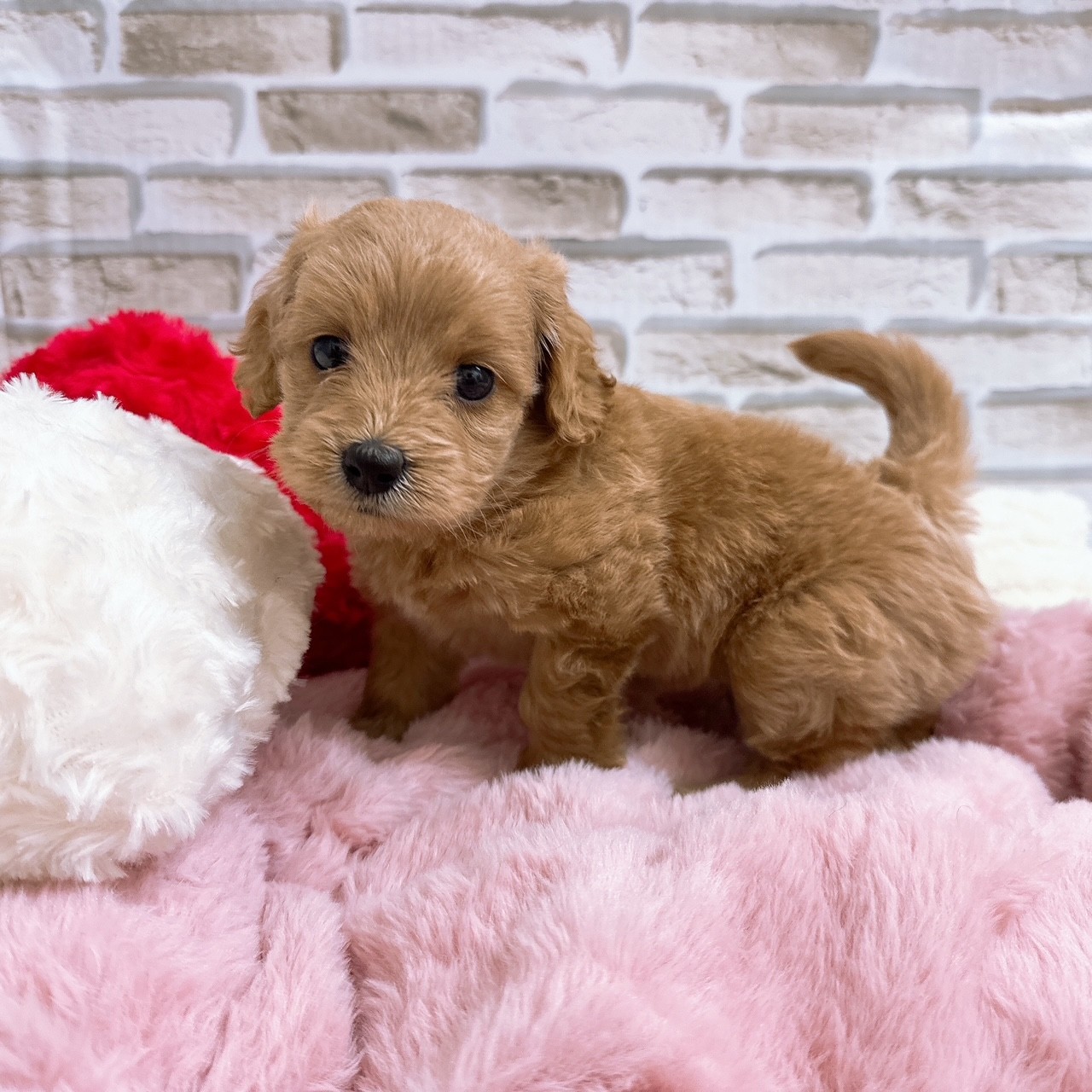 神奈川県のダップー(ダックス×プードル) (犬の家＆猫の里モザイクモール港北店/2025年8月17日生まれ/女の子/アプリコット)の子犬の4枚目の画像