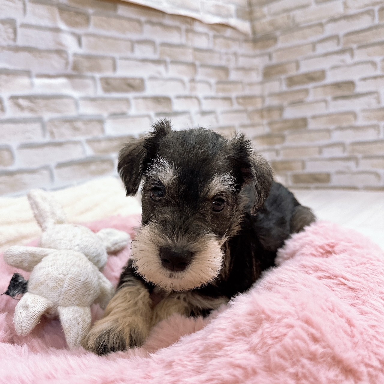 神奈川県のミニチュアシュナウザー (犬の家＆猫の里モザイクモール港北店/2025年8月17日生まれ/女の子/ソルトペッパー)の子犬の4枚目の画像