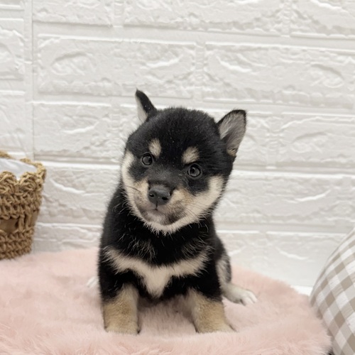 愛知県の柴犬(標準サイズ) (犬の家＆猫の里豊川インター店/2025年8月19日生まれ/女の子/黒)の子犬の4枚目の画像