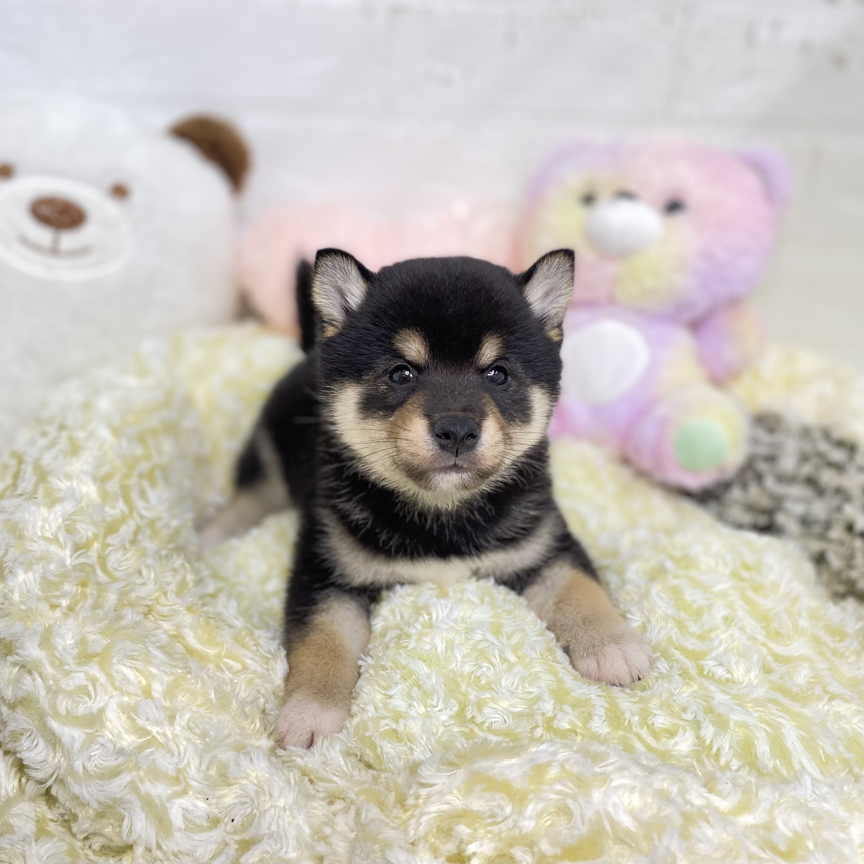 長野県の柴犬(標準サイズ) (犬の家＆猫の里長野店/2025年8月19日生まれ/男の子/黒)の子犬の1枚目の画像