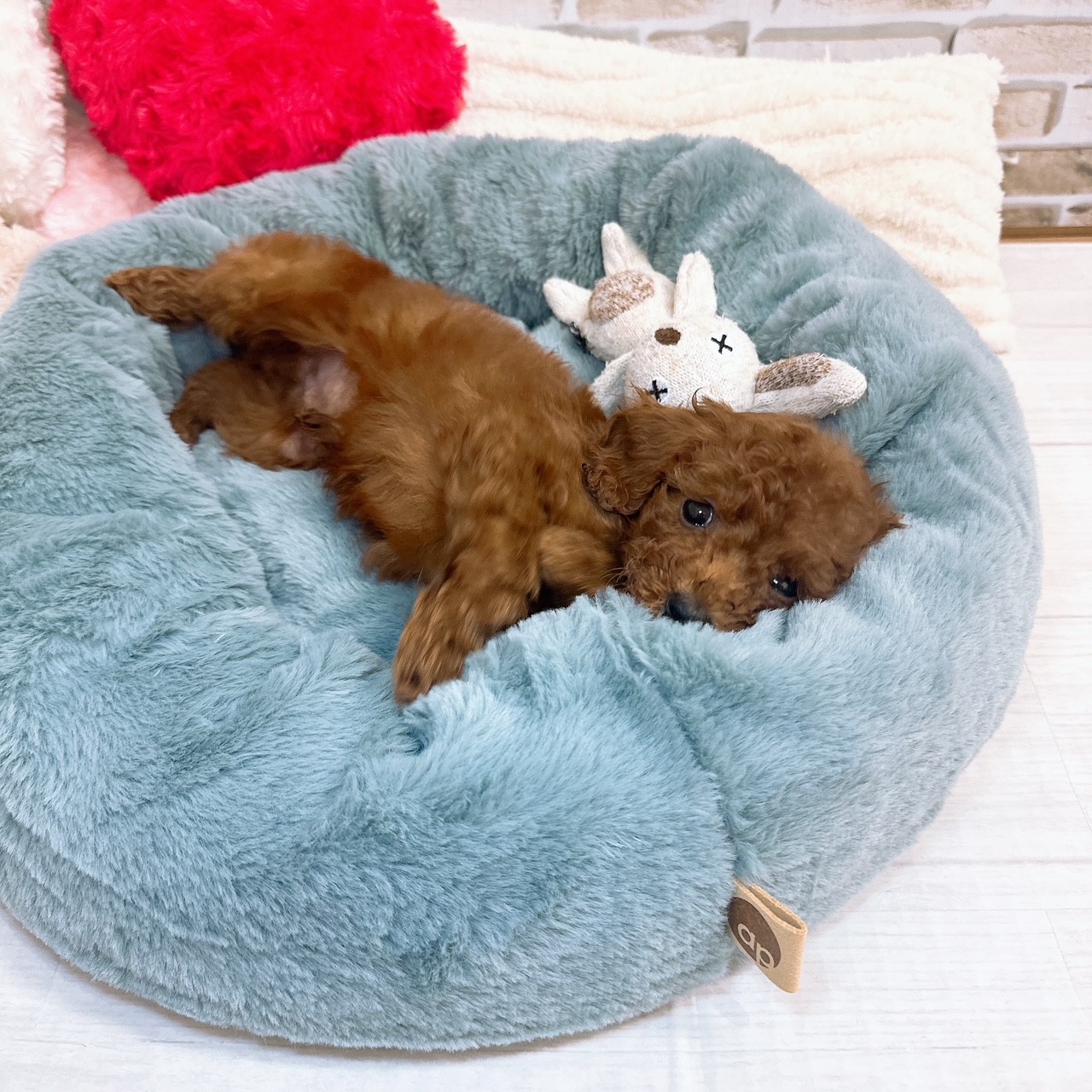 神奈川県のトイプードル(トイ) (犬の家＆猫の里モザイクモール港北店/2025年8月17日生まれ/男の子/レッド)の子犬の4枚目の画像