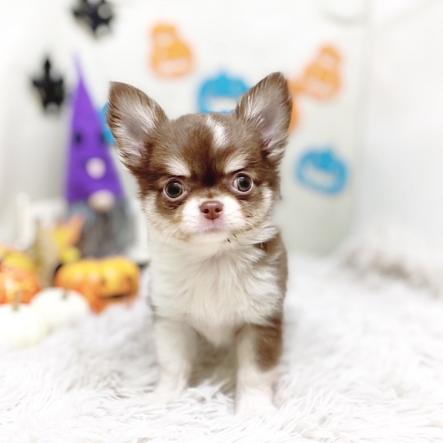 静岡県のチワワ(ロング) (犬の家＆猫の里藤枝店/2025年8月18日生まれ/男の子/チョコレート、クリーム&ホワイト)の子犬の4枚目の画像