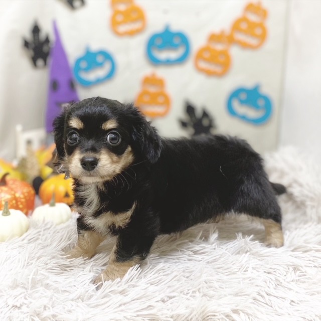 静岡県のチワックス(チワワ×ダックス) (犬の家＆猫の里藤枝店/2025年8月18日生まれ/女の子/ブラックタン)の子犬の4枚目の画像