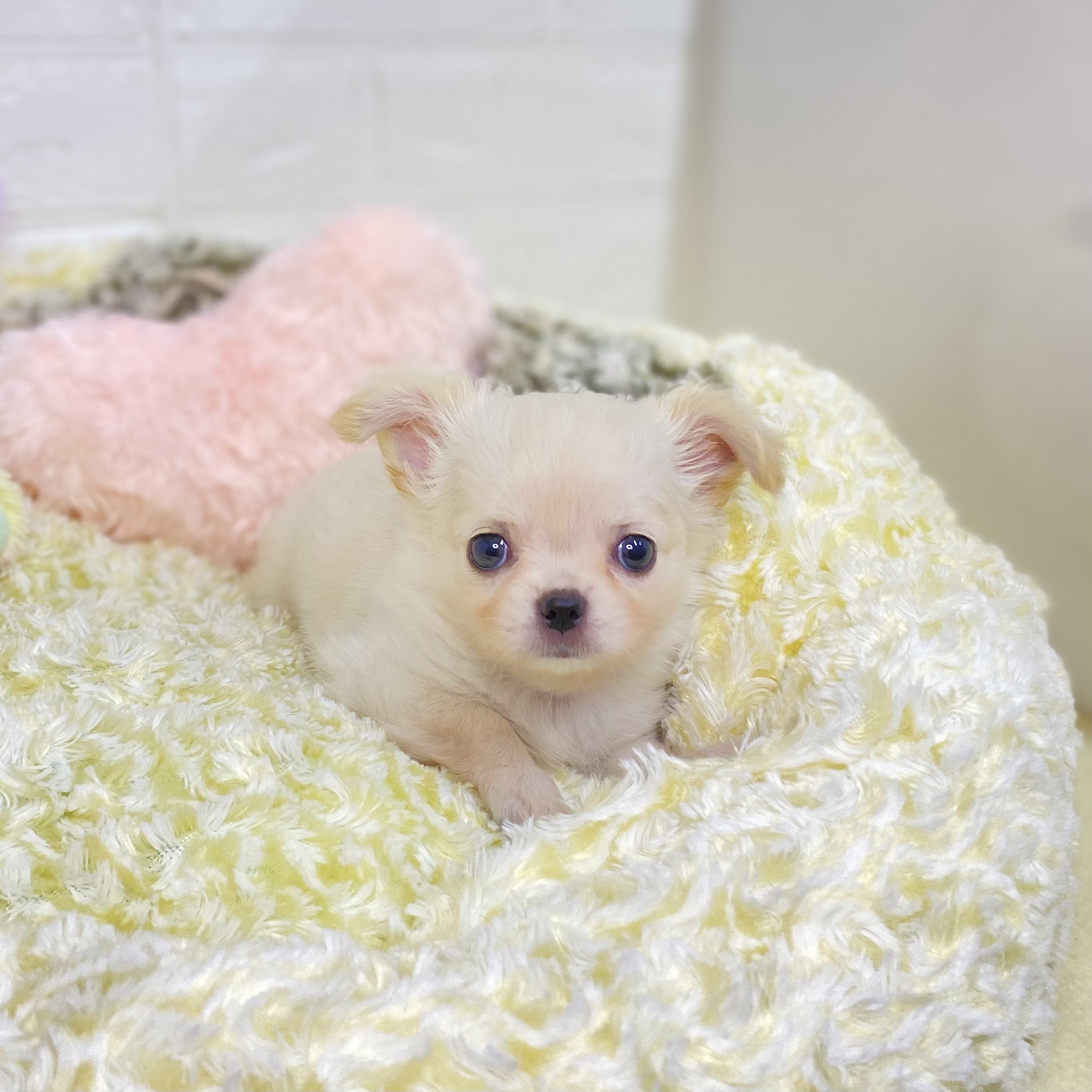 長野県のチワワ(ロング) (犬の家＆猫の里長野店/2025年8月18日生まれ/女の子/クリーム)の子犬の4枚目の画像