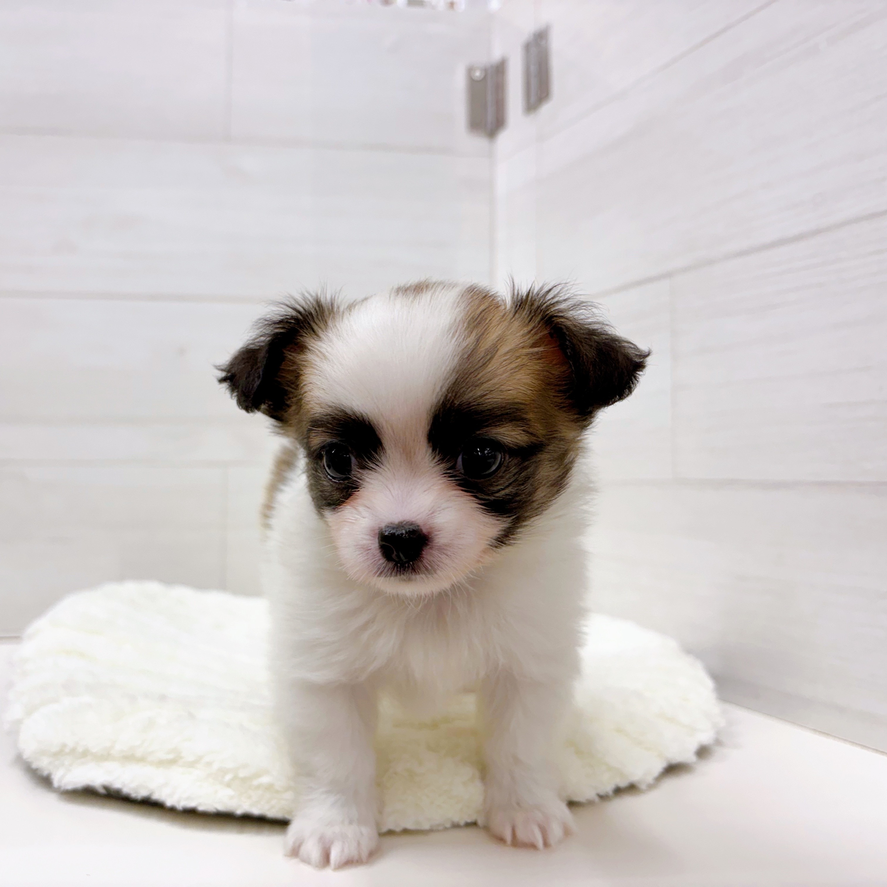 パピチー/チワパピ(パピヨン×チワワ)(ホワイト(白)系)の子犬を