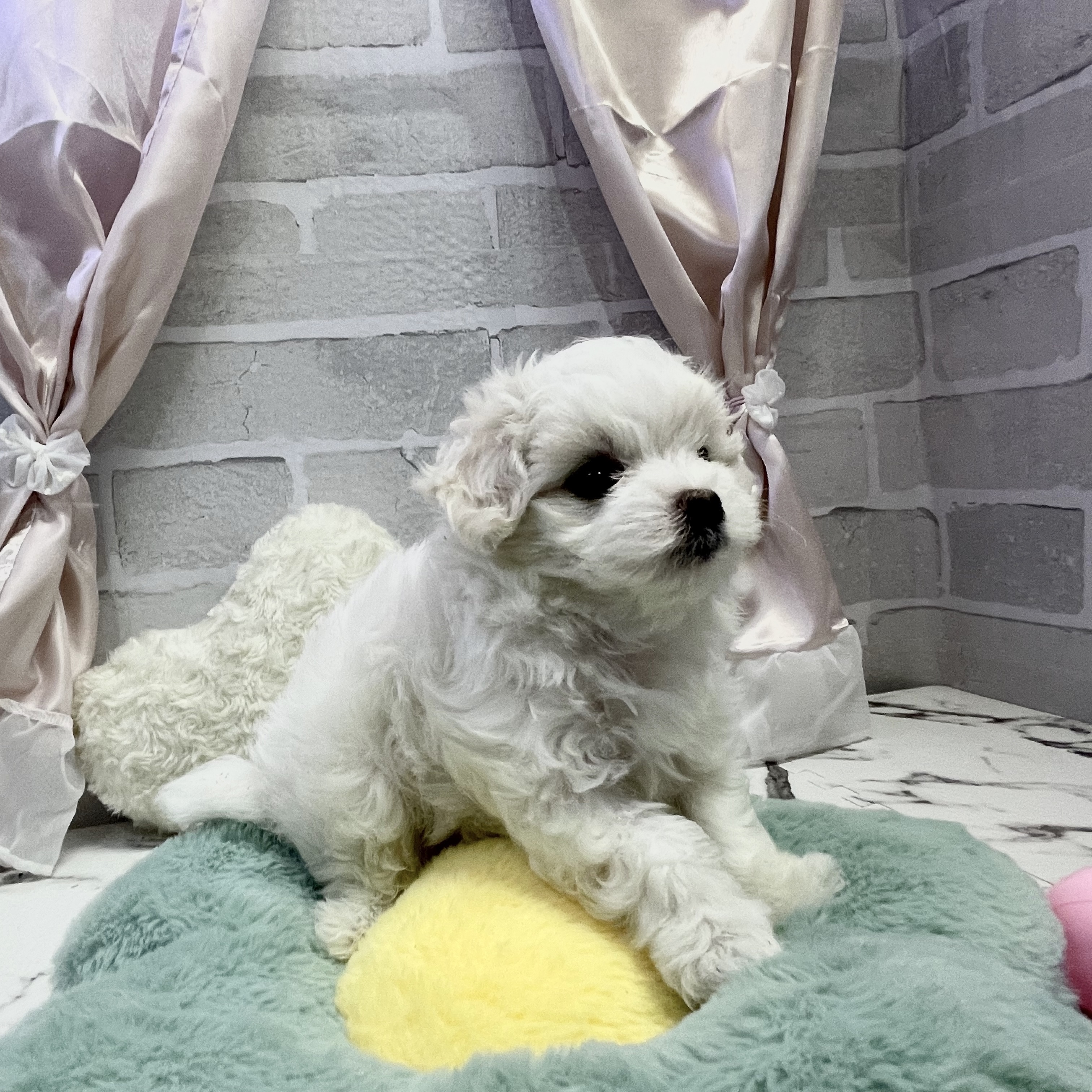 愛知県のマルチーズ (犬の家＆猫の里岡崎店/2025年8月19日生まれ/女の子/ホワイト)の子犬の4枚目の画像