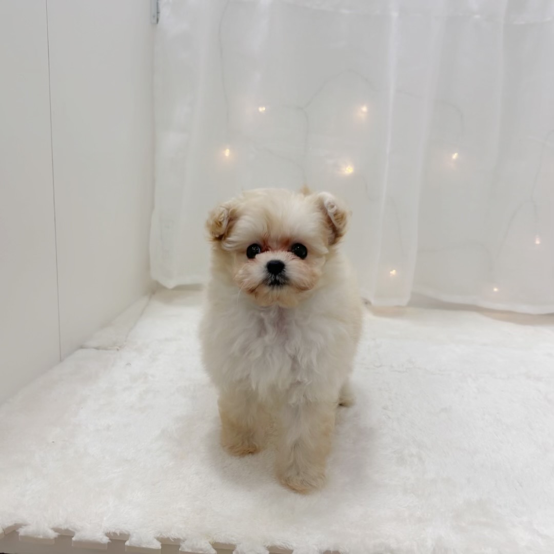 千葉県のポメプー(ポメラニアン×プードル) (犬の家＆猫の里BIGHOPガーデンモール印西店/2025年8月18日生まれ/男の子/クリーム)の子犬の4枚目の画像