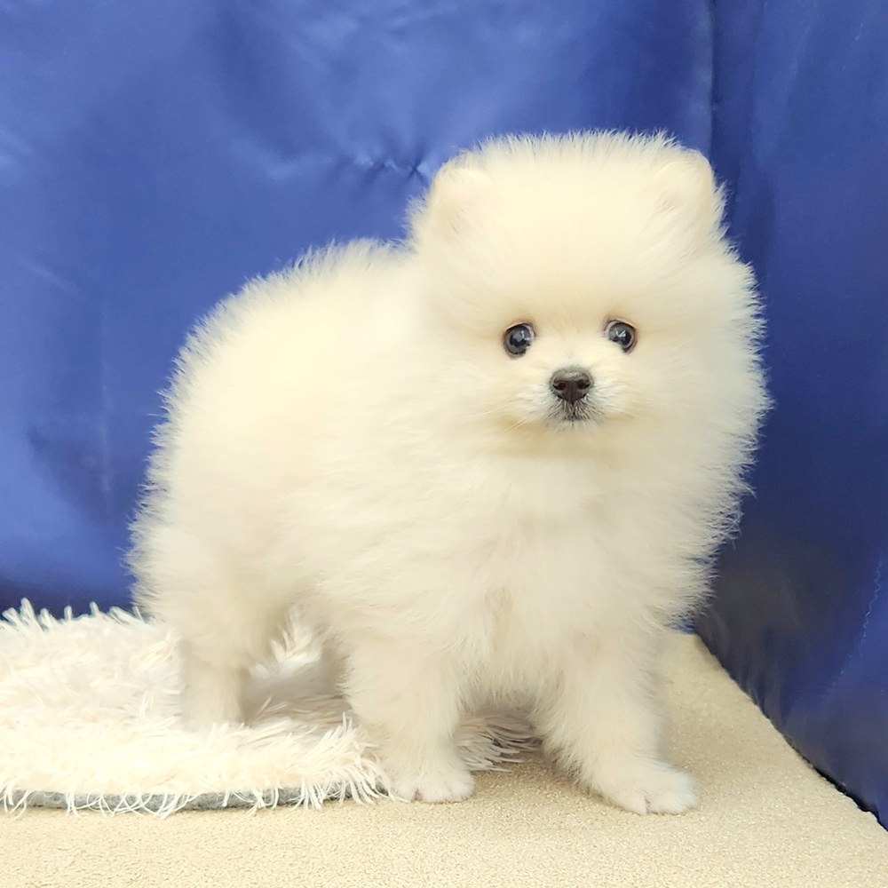 岐阜県のポメラニアン (犬の家&猫の里中津川店/2025年8月17日生まれ/男の子/クリーム)の子犬の4枚目の画像