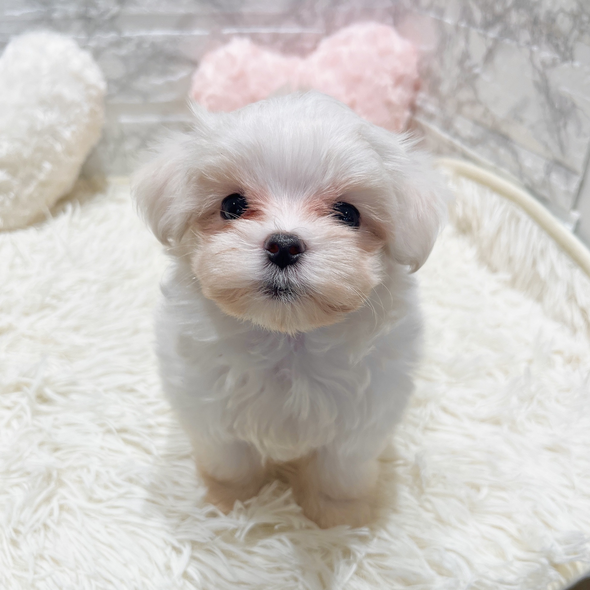 愛知県のマルチーズ (犬の家＆猫の里MiO香久山店/2025年8月18日生まれ/女の子/ホワイト)の子犬の4枚目の画像
