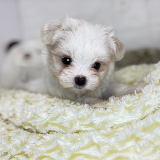 長野県のマルチーズ (犬の家＆猫の里塩尻店/2025年8月18日生まれ/女の子/ホワイト)の子犬の4枚目の画像