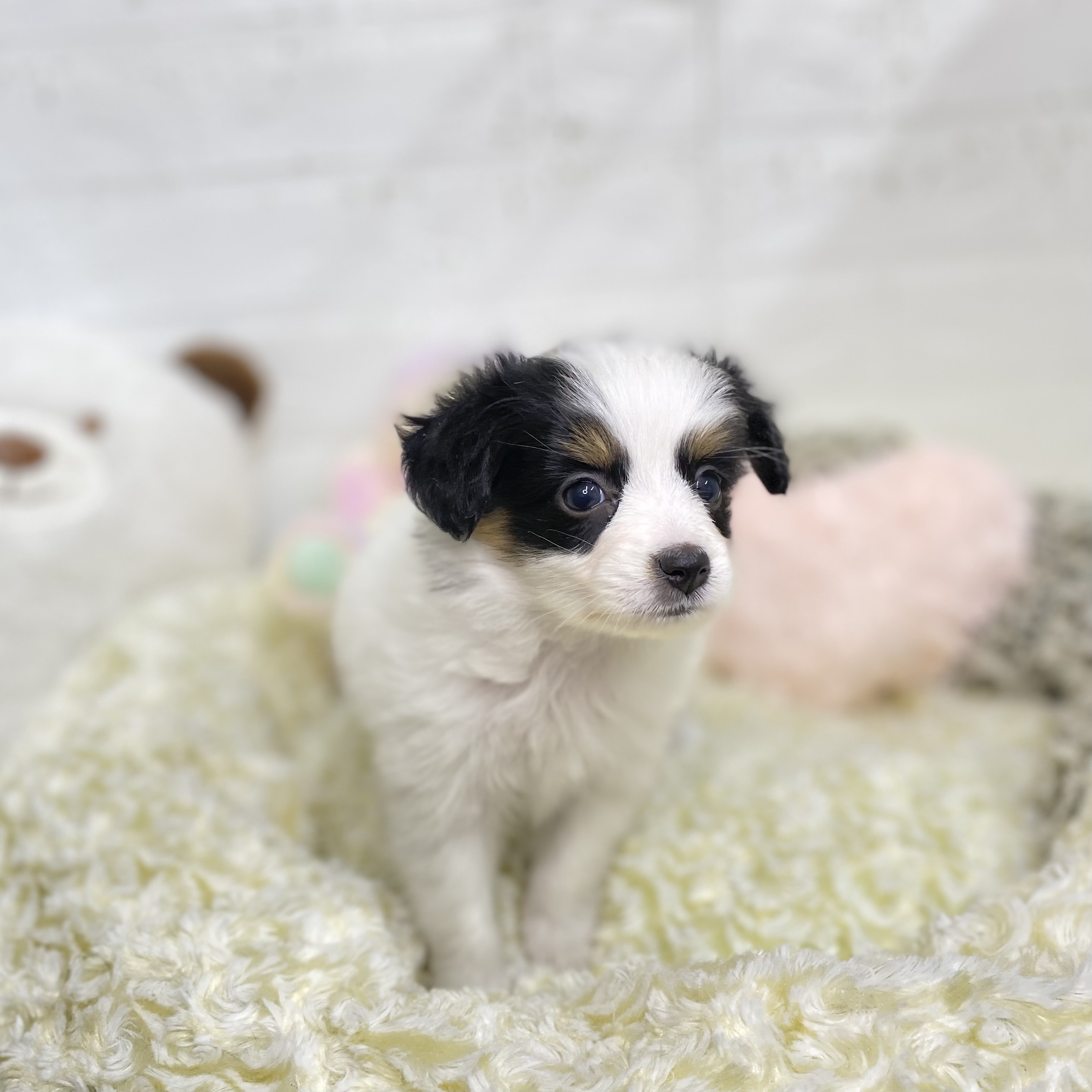 長野県のパピヨン (犬の家＆猫の里塩尻店/2025年8月17日生まれ/女の子/トライカラー)の子犬の4枚目の画像