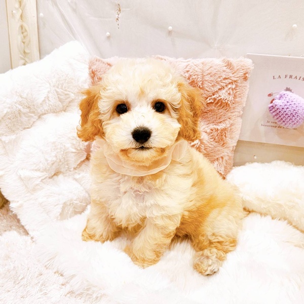 福井県のビションプー(ビションフリーゼ×プードル) (犬の家＆猫の里福井店/2025年8月18日生まれ/女の子/クリーム)の子犬の4枚目の画像
