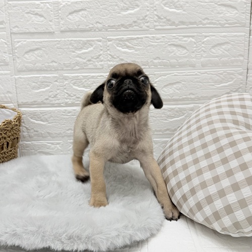 愛知県のパグ (犬の家＆猫の里豊川インター店/2025年8月19日生まれ/男の子/フォーン)の子犬の4枚目の画像