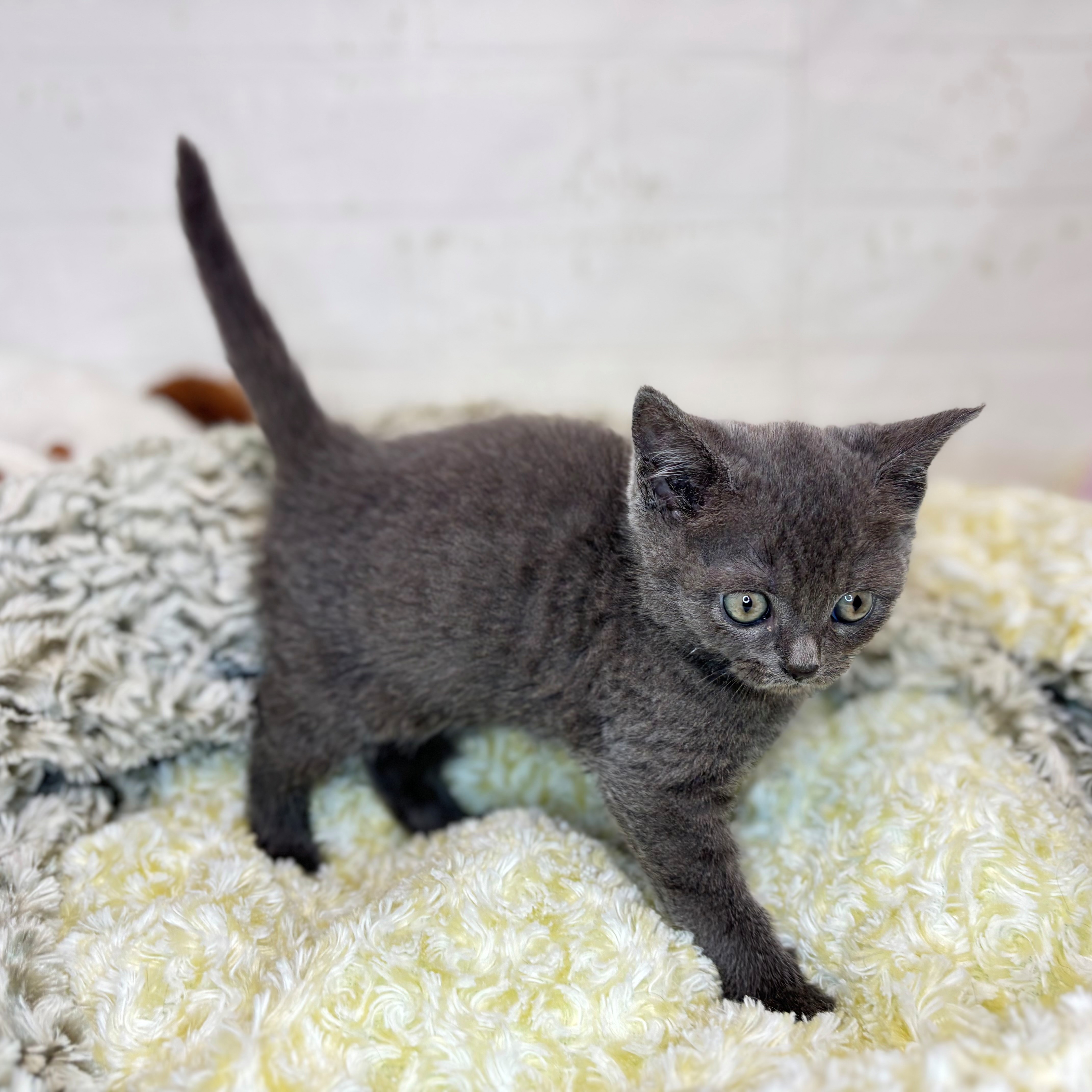 長野県のブリティッシュショートヘアー (犬の家＆猫の里長野店/2025年8月17日生まれ/男の子/ブルー)の子猫の4枚目の画像