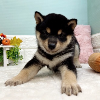 静岡県の豆柴 (犬の家＆猫の里マークイズ静岡店/2025年8月19日生まれ/女の子/黒)の子犬の4枚目の画像