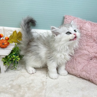 静岡県のラガマフィン (犬の家＆猫の里マークイズ静岡店/2025年8月19日生まれ/男の子/シェーデットシルバー)の子猫の4枚目の画像