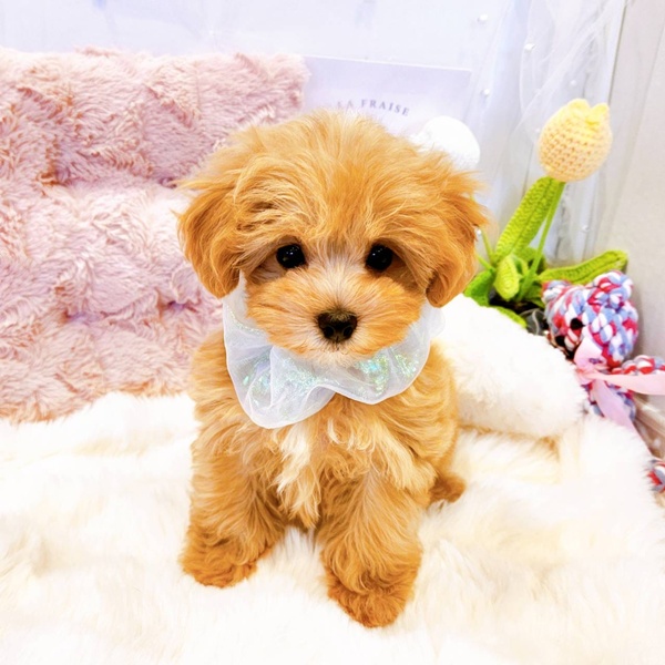 福井県のマルプー(マルチーズ×プードル) (犬の家＆猫の里福井店/2025年8月18日生まれ/女の子/アプリコット)の子犬の4枚目の画像