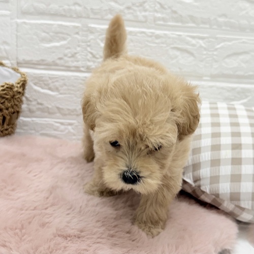 愛知県のマルプー(マルチーズ×プードル) (犬の家＆猫の里豊川インター店/2025年8月18日生まれ/女の子/アプリコット)の子犬の4枚目の画像