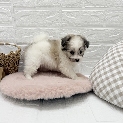 愛知県のハーフ犬・ミックス犬 (犬の家＆猫の里豊川インター店/2025年8月17日生まれ/女の子/ホワイトブラウン)の子犬の4枚目の画像