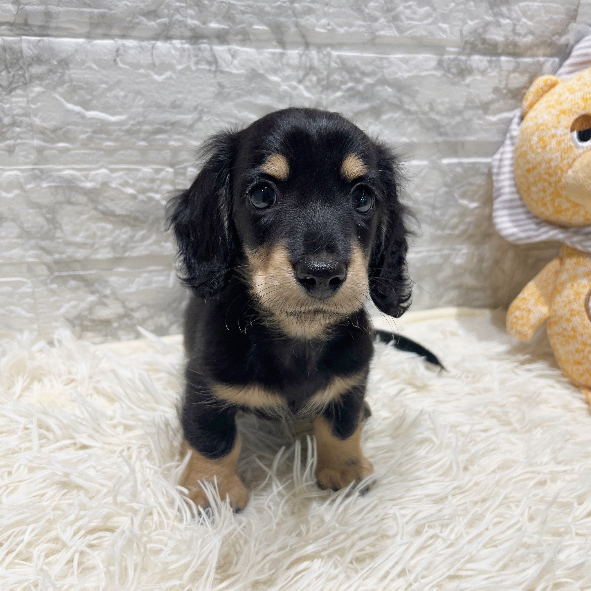 愛知県のカニンヘンダックスフンド(ロング) (犬の家＆猫の里MiO香久山店/2025年8月18日生まれ/男の子/ブラッククリーム)の子犬の4枚目の画像