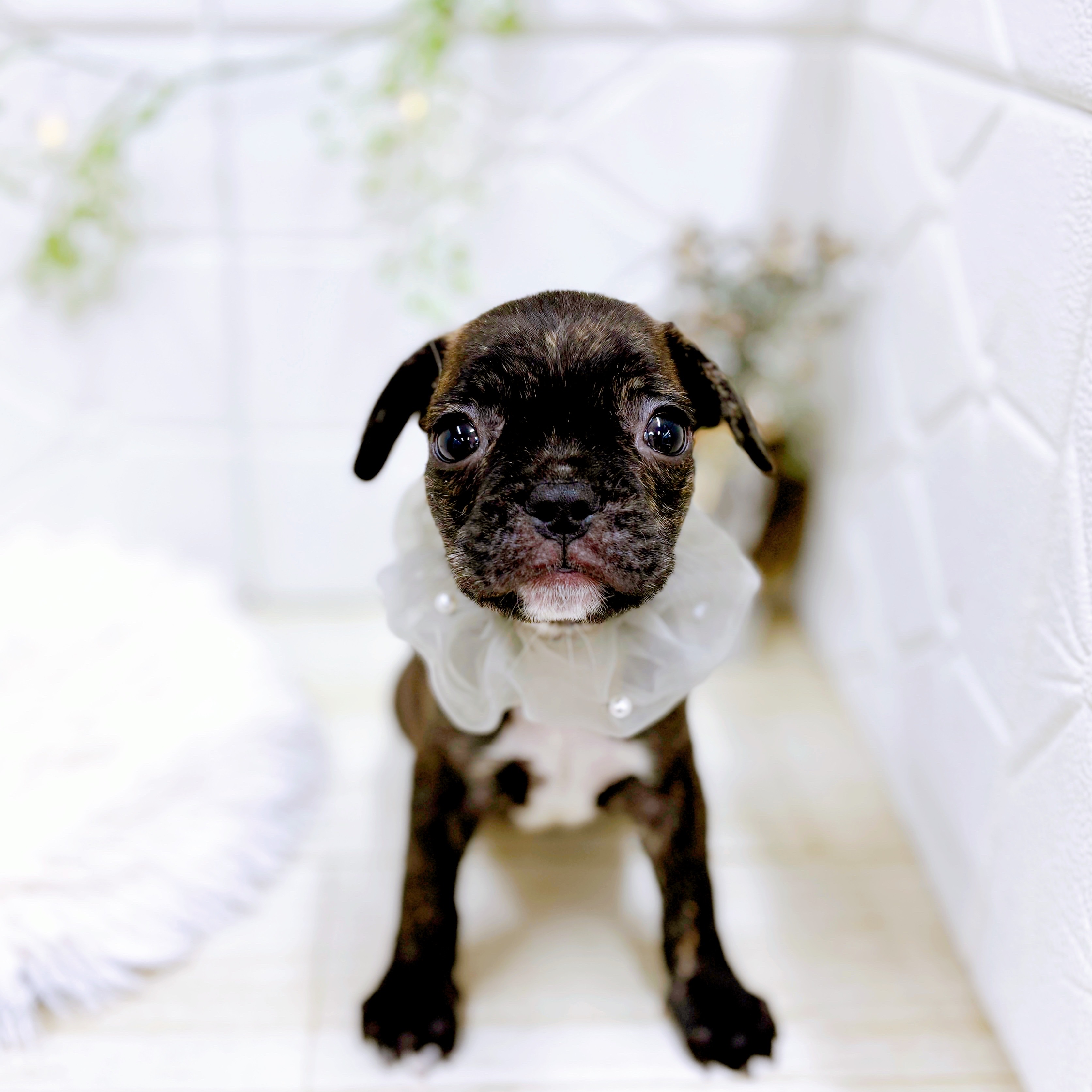 福井県のフレンチブルドッグ (犬の家＆猫の里アミーゴ福井店/2025年8月19日生まれ/男の子/ブリンドル)の子犬の4枚目の画像