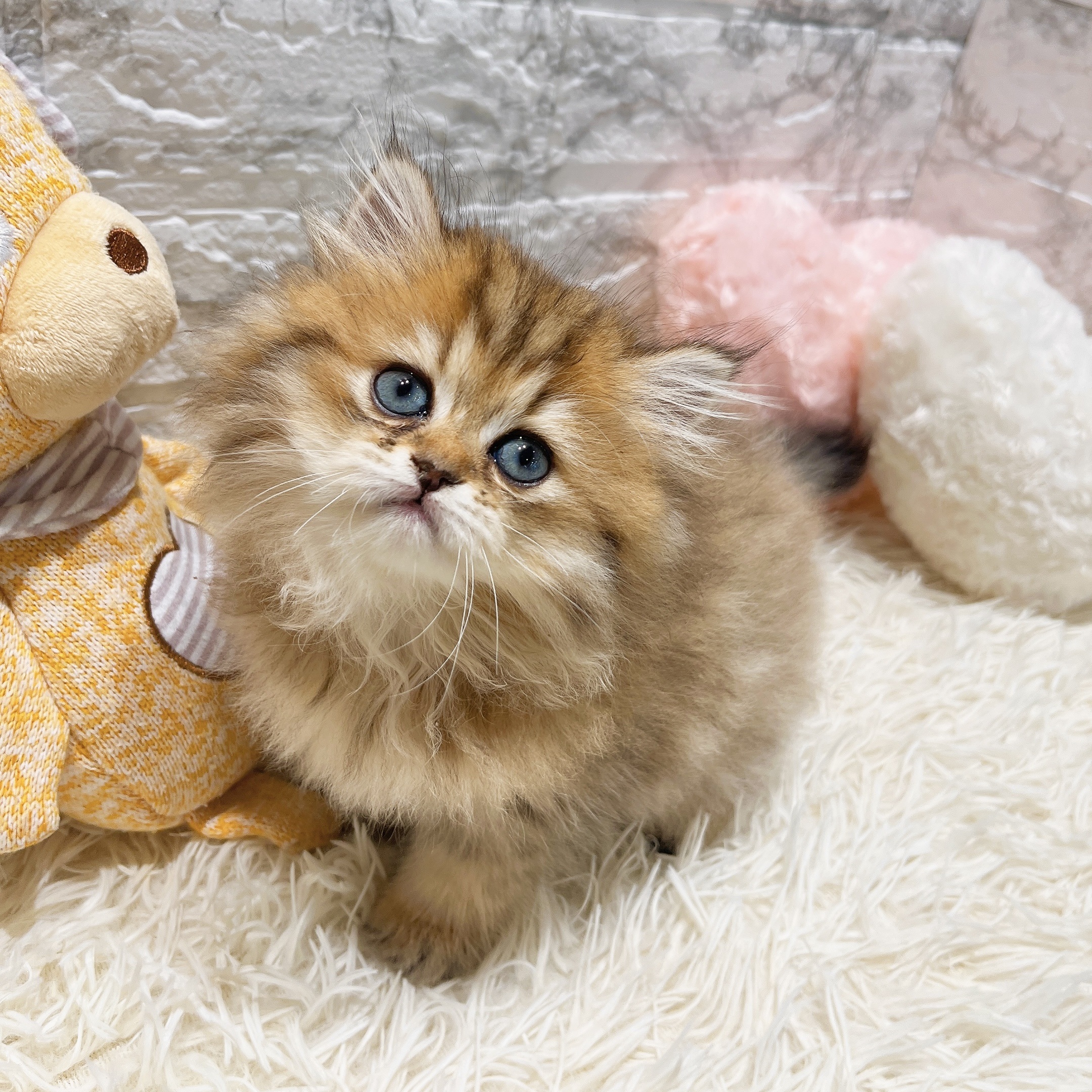愛知県のペルシャ (犬の家＆猫の里MiO香久山店/2025年8月18日生まれ/女の子/チンチラゴールデン)の子猫の4枚目の画像