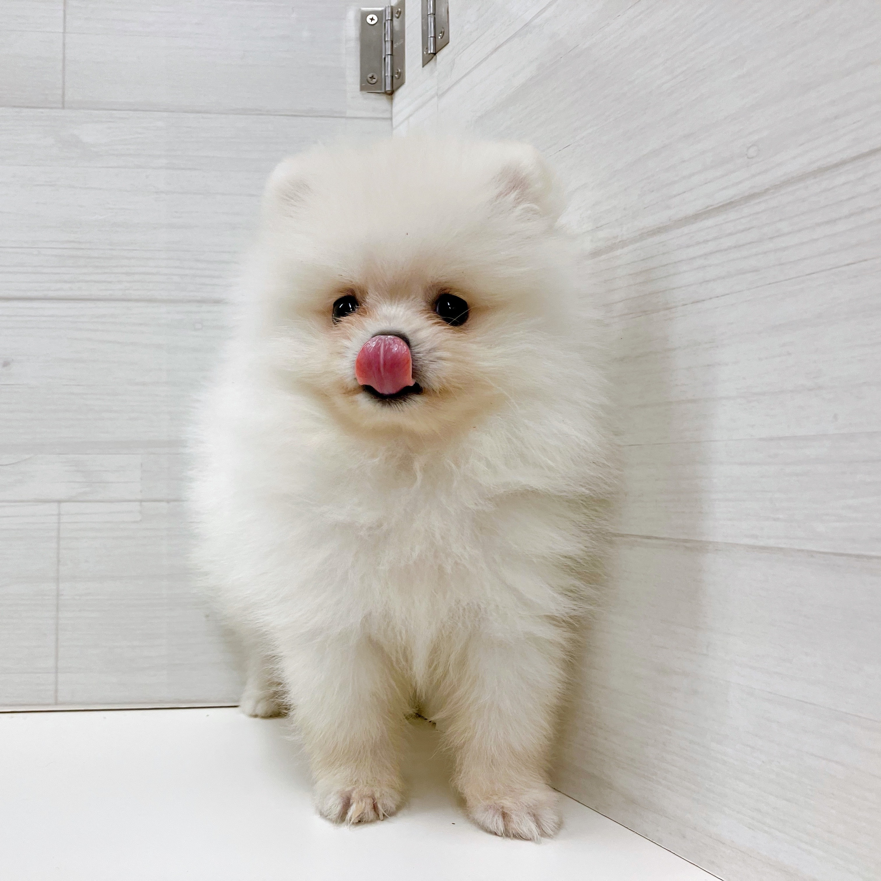 石川県のポメラニアン (犬の家＆猫の里アミーゴ金沢おこばた店/2025年8月18日生まれ/男の子/クリーム)の子犬の4枚目の画像
