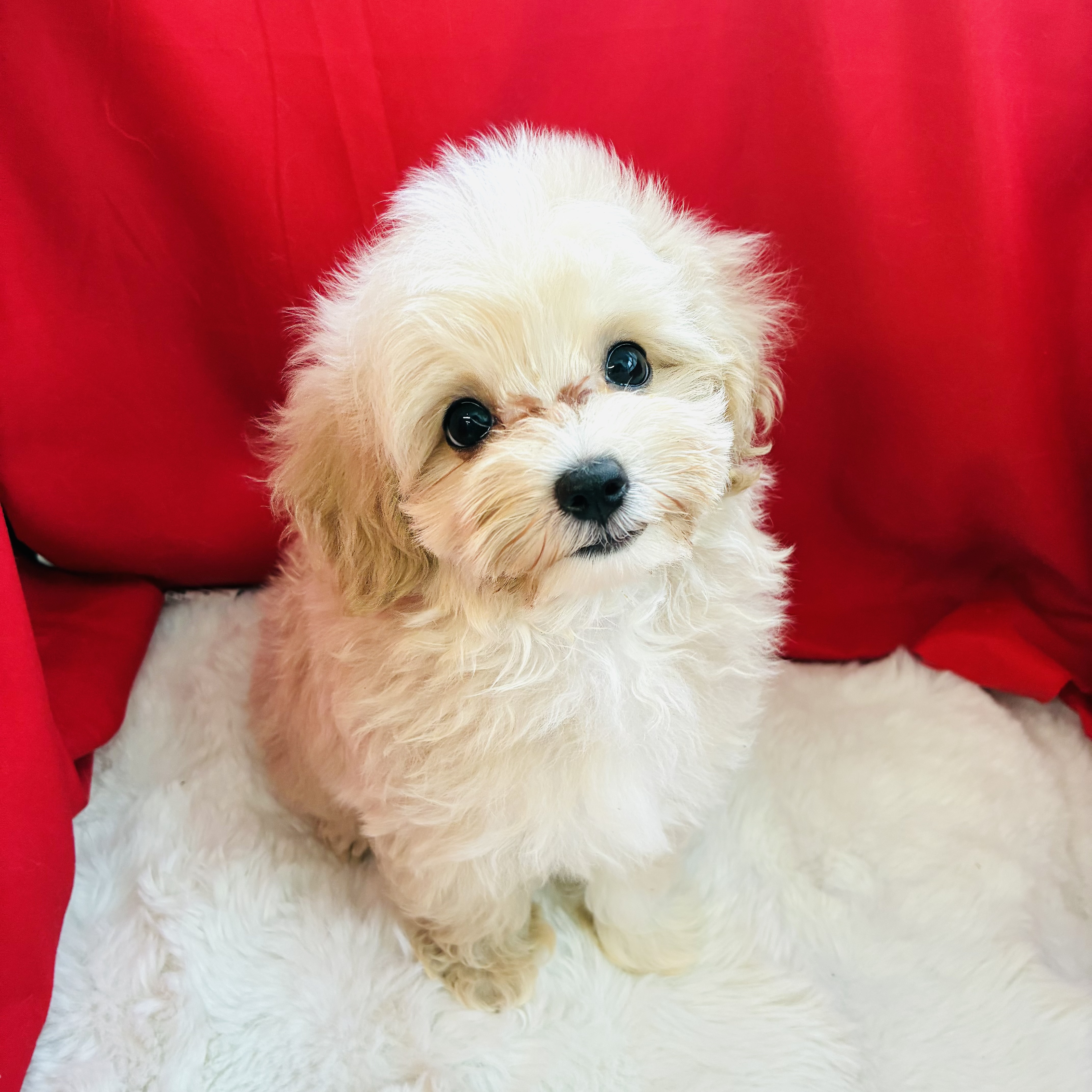 愛知県のマルプー(マルチーズ×プードル) (犬の家＆猫の里愛知刈谷店/2025年8月18日生まれ/女の子/クリームホワイト)の子犬の4枚目の画像