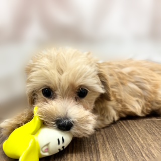 兵庫県のマルプー(マルチーズ×プードル) (犬の家&猫の里カナート西神戸店/2025年8月19日生まれ/男の子/アプリコット)の子犬の4枚目の画像