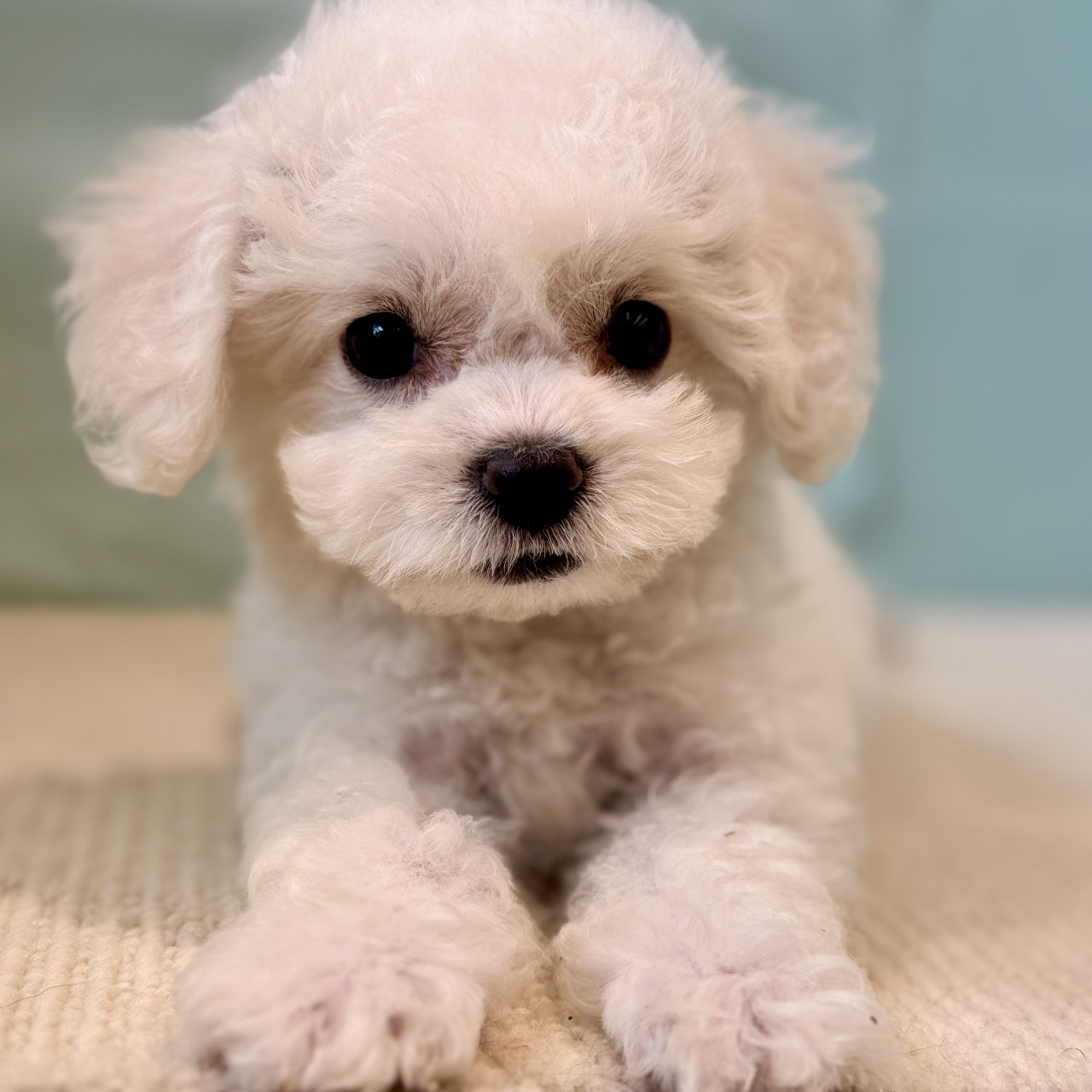 長野県のビションフリーゼ (犬の家＆猫の里長野店/2025年8月20日生まれ/女の子/ホワイト)の子犬の1枚目の画像