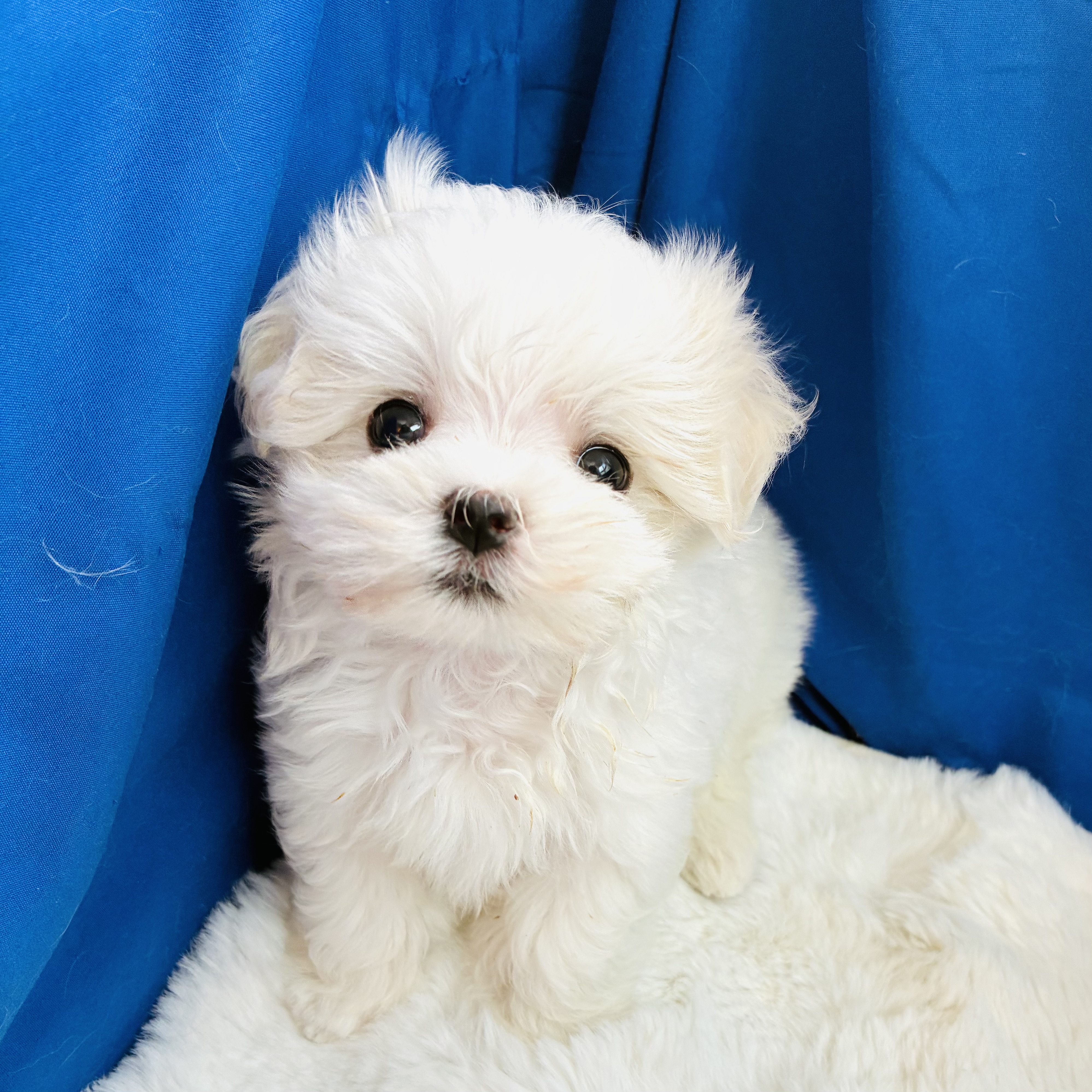 愛知県のマルチーズ (犬の家＆猫の里愛知刈谷店/2025年8月11日生まれ/男の子/ホワイト)の子犬の4枚目の画像