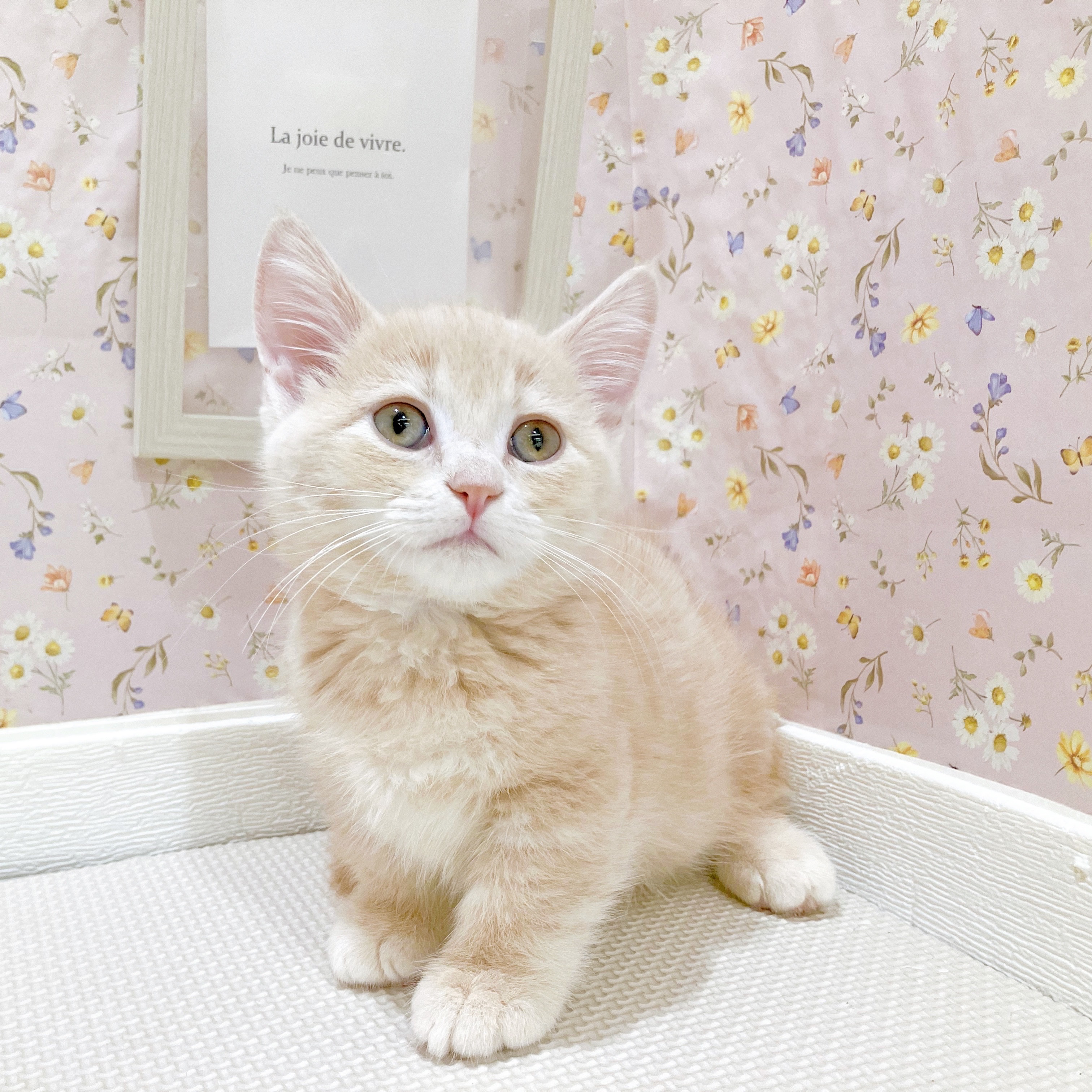 石川県のマンチカン (犬の家＆猫の里金沢店/2025年8月20日生まれ/男の子/クリームタビー)の子猫の4枚目の画像