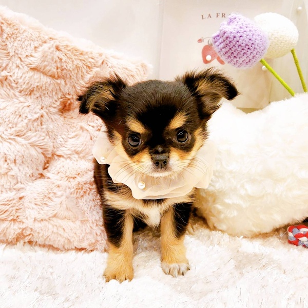 福井県のチワワ(ロング) (犬の家＆猫の里福井店/2025年8月21日生まれ/女の子/ブラッククリーム)の子犬の1枚目の画像