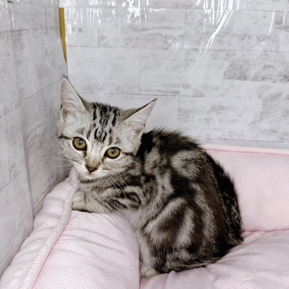 長野県のアメリカンショートヘアー (犬の家＆猫の里塩尻店/2025年8月20日生まれ/女の子/シルバータビー)の子猫の4枚目の画像