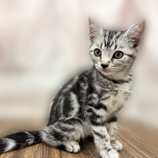 兵庫県のアメリカンショートヘアー (犬の家＆猫の里カナート西神戸店/2025年8月20日生まれ/女の子/シルバータビー)の子猫の4枚目の画像