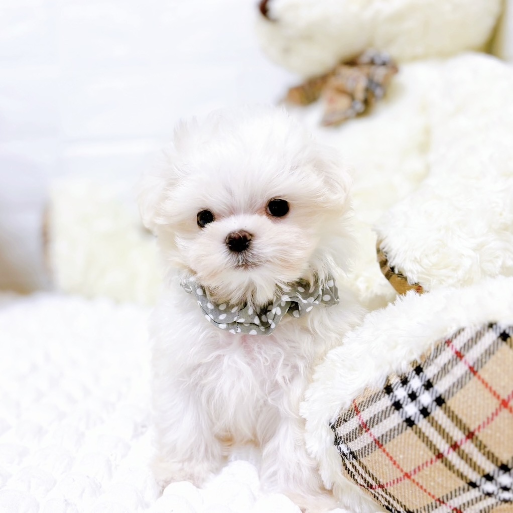 滋賀県のマルチーズ (犬の家＆猫の里近江八幡店/2025年8月18日生まれ/男の子/ホワイト)の子犬の4枚目の画像