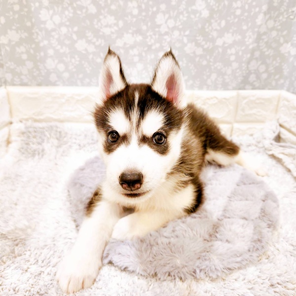 福井県のシベリアンハスキー (犬の家＆猫の里福井店/2025年8月21日生まれ/男の子/ブラックホワイト)の子犬の4枚目の画像