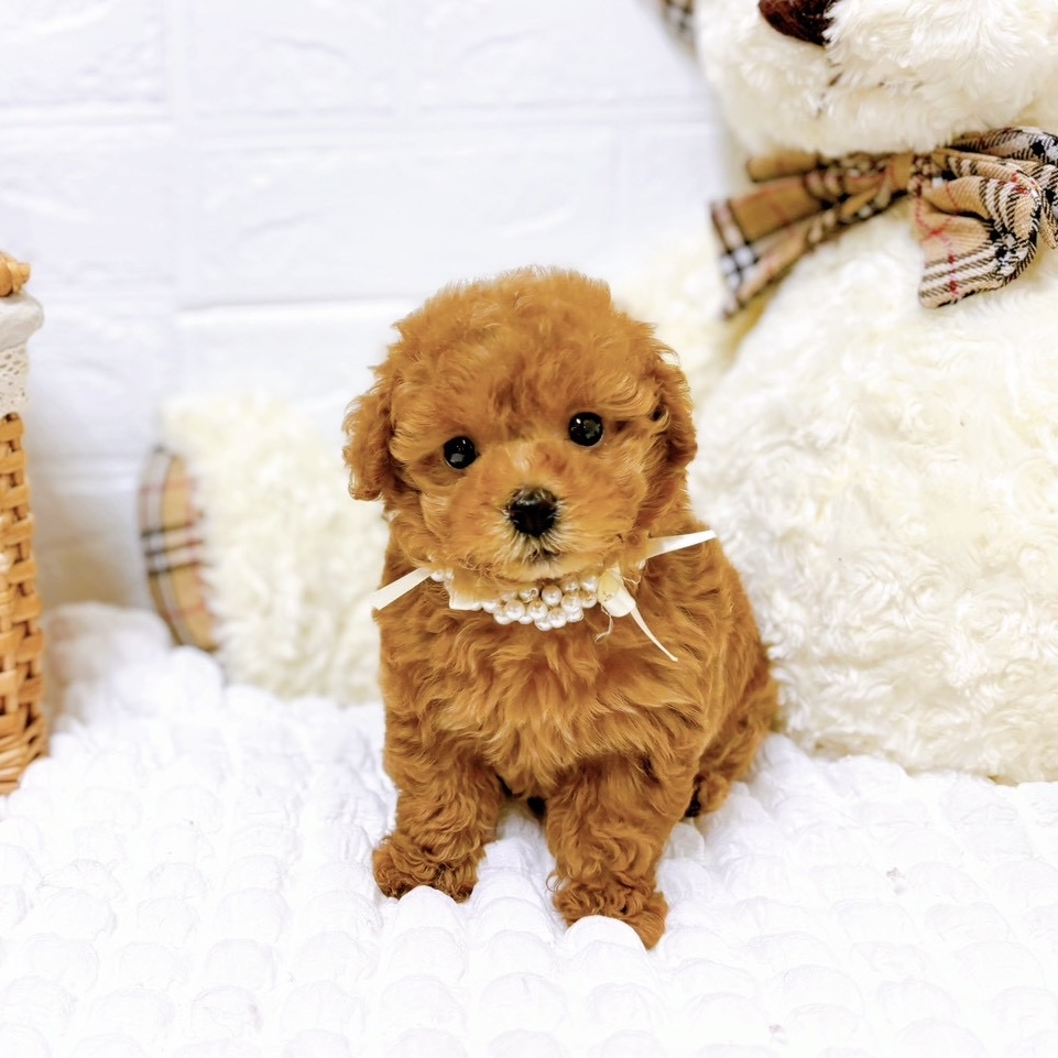 滋賀県のトイプードル(トイ) (犬の家＆猫の里近江八幡店/2025年8月20日生まれ/女の子/レッドフォーン)の子犬の4枚目の画像